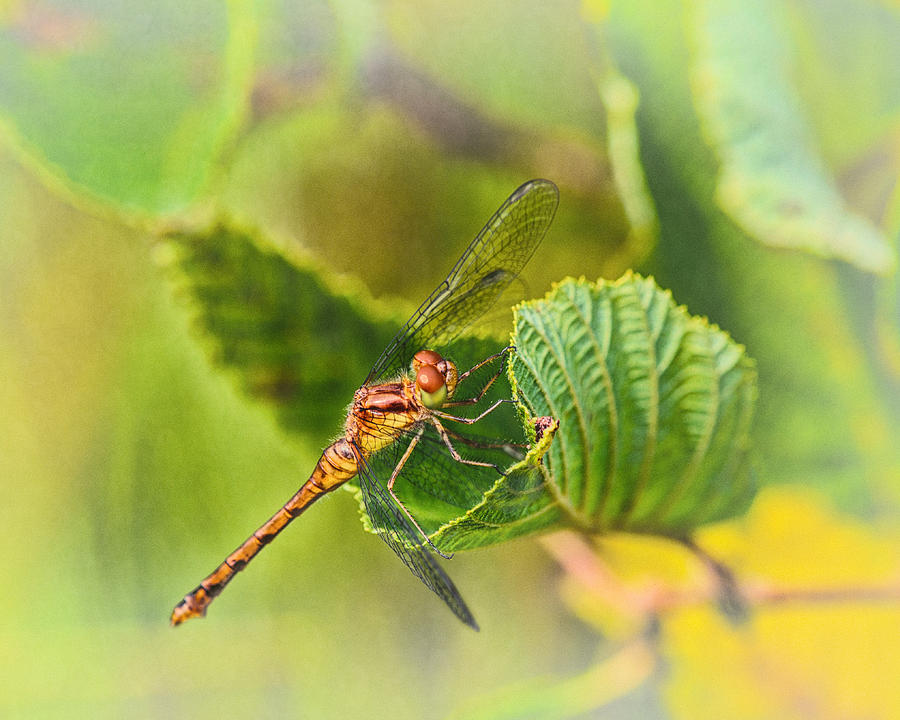 Dragonfly Days II Photograph by Sue Capuano