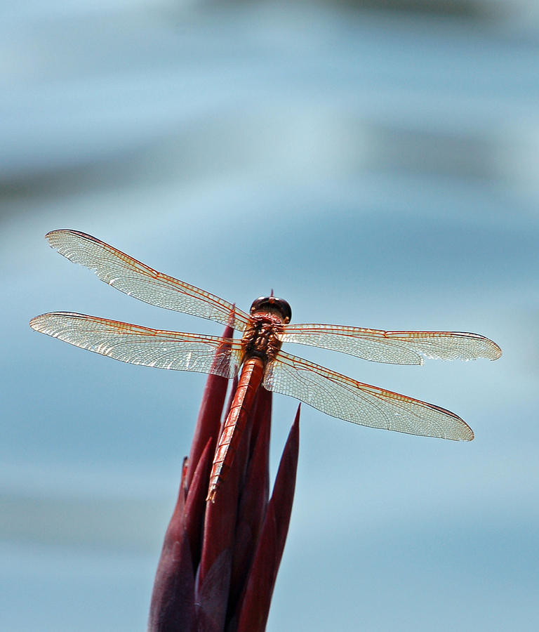 Summer Photograph - Dragonfly Days by Suzanne Gaff