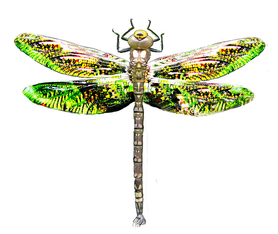 Dragonfly design Photograph by Tom Conway