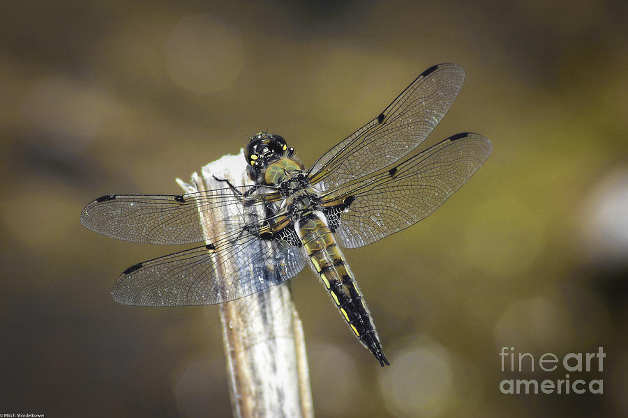 Dragonfly Detailed Photograph by Mitch Shindelbower