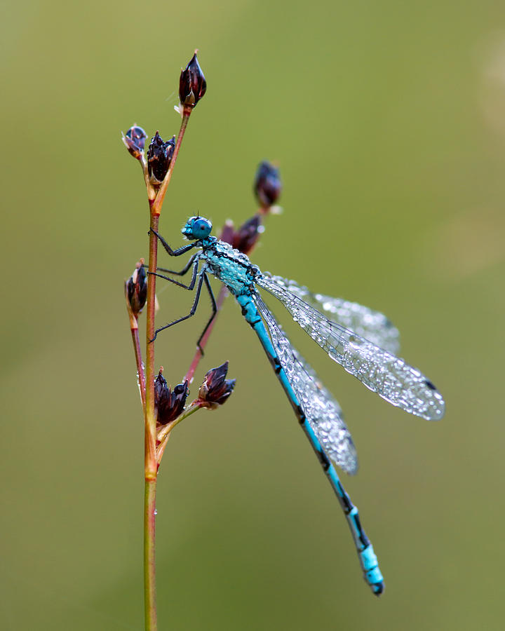 Dragonfly dew-sprinkled  Photograph by Torbjorn Swenelius
