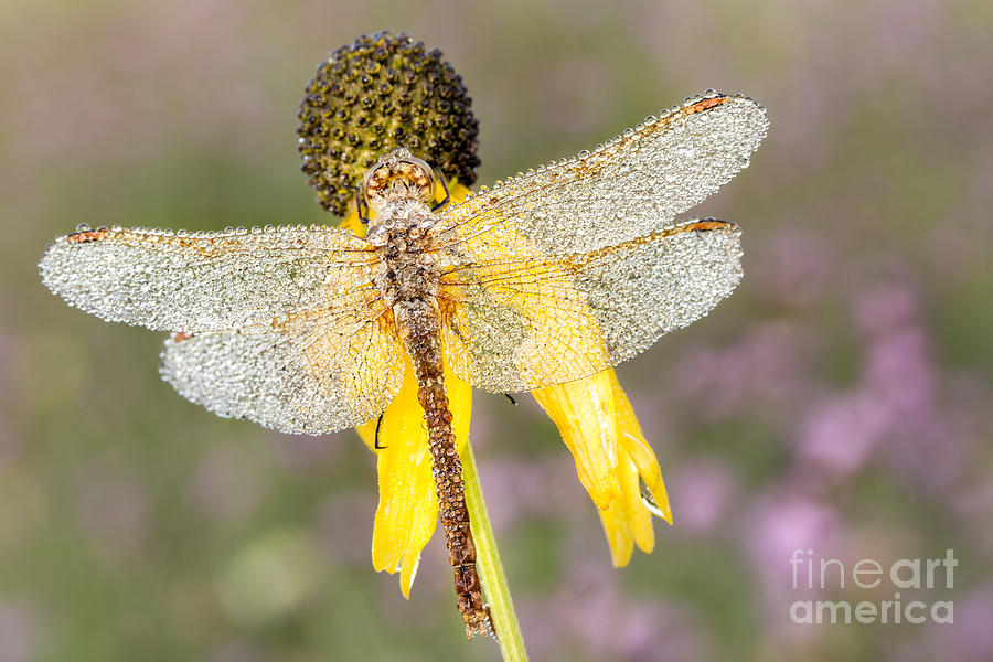 Dragonfly Dew In UP Michigan Photograph by Timothy Hacker
