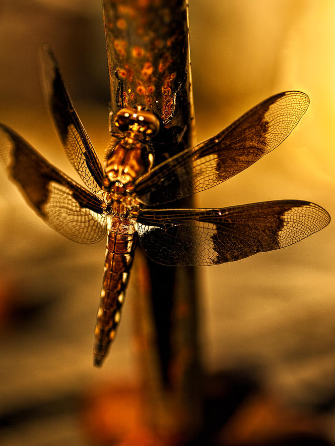 Dragonfly Photograph by Diana Powell