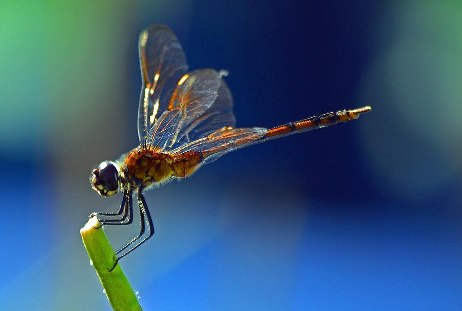 Dragonfly Photograph by Dick Hudson