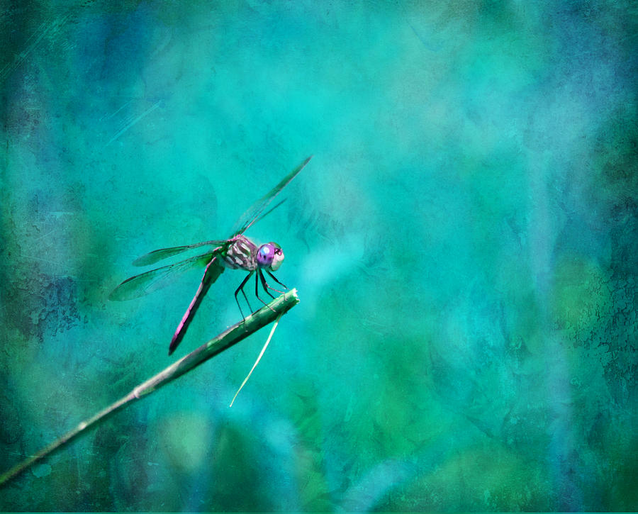 Nature Photograph - Dragonfly Dreams by Deena Stoddard