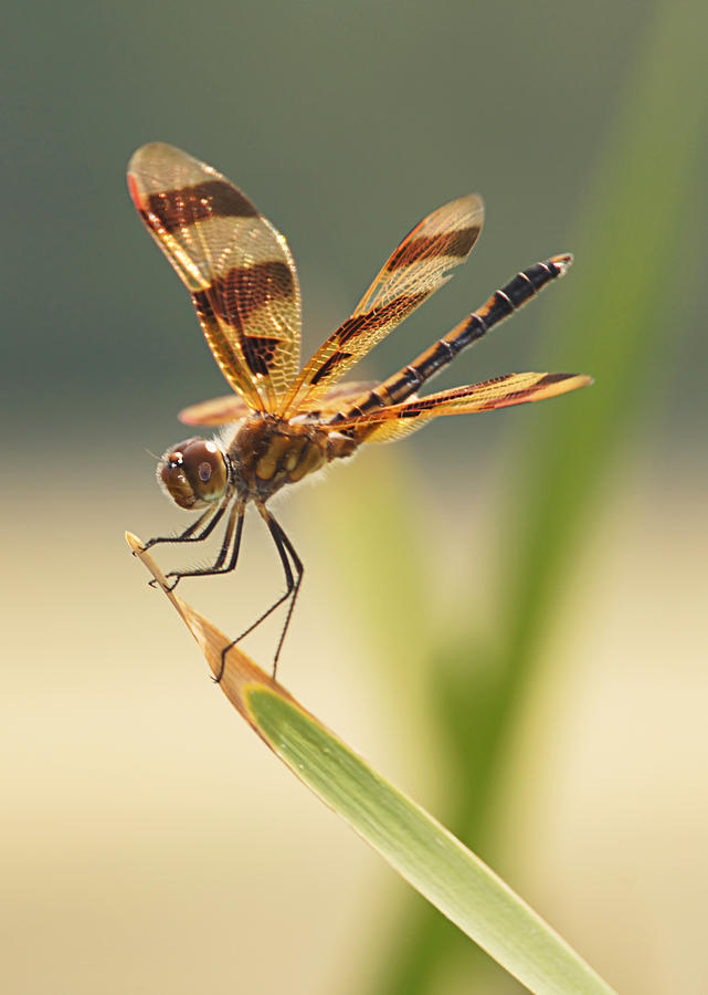 Dragonfly Dreams Photograph by Leda Robertson