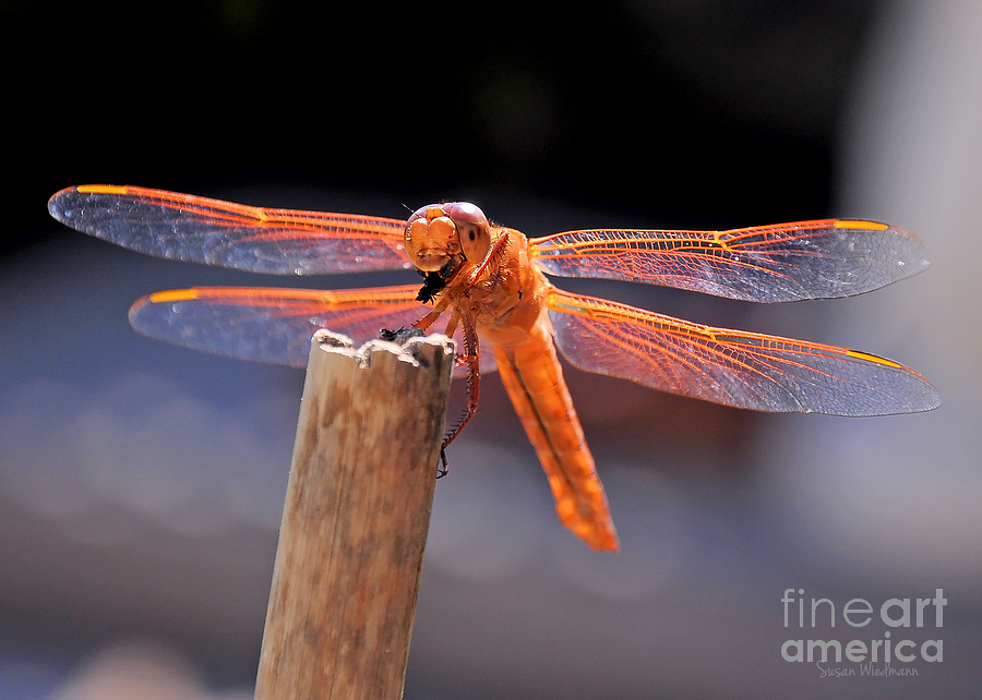 Garden Photograph - Dragonfly Eating an Insect by Susan Wiedmann