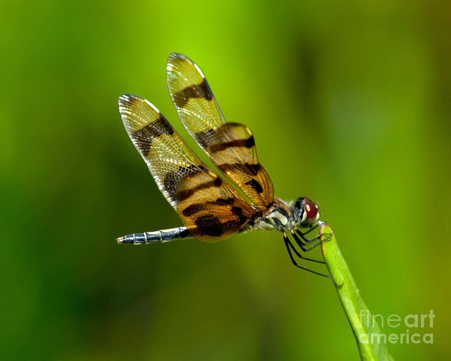 Dragonfly Eating Photograph by Stephen Whalen