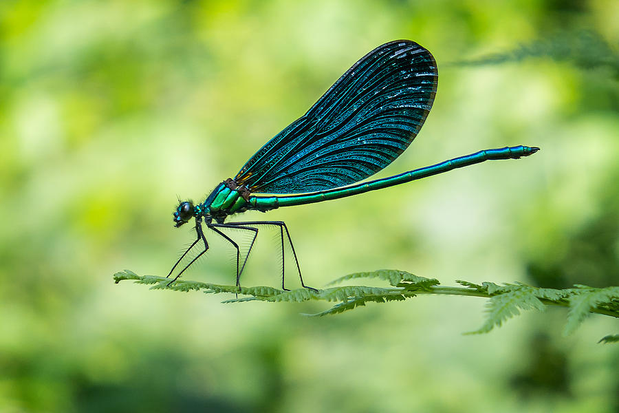 Dragonfly - European damselfly Photograph by Beppeverge