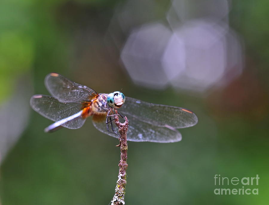 Nature Photograph - Dragonfly Eyes Intruder by Wayne Nielsen