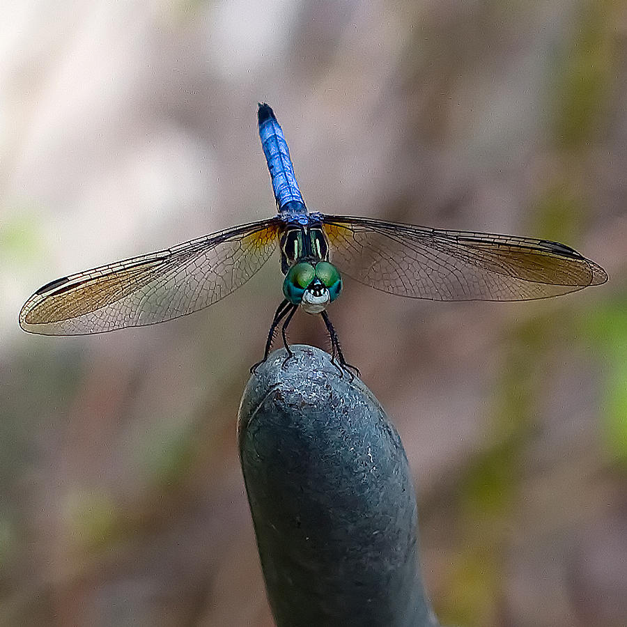 Dragonfly Face Photograph by Farol Tomson