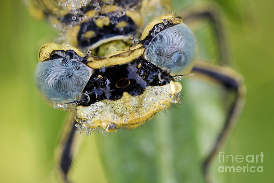 Dragonfly Face Photograph by Frank Derer