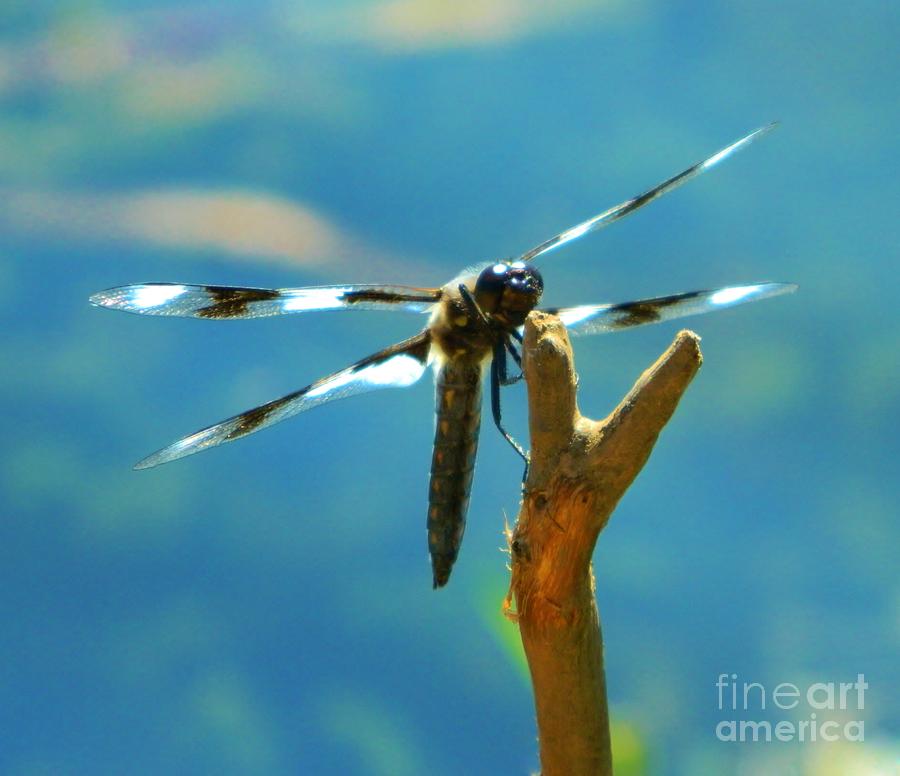 Dragonfly Face Photograph by Gallery Of Hope 
