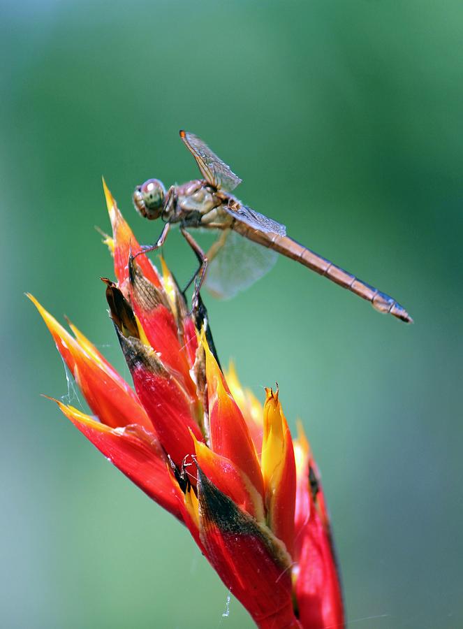 Dragonfly Feeding Photograph by Cynthia Guinn