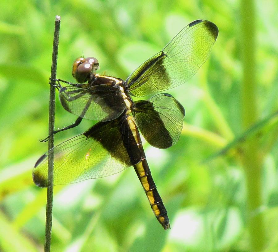 Dragonfly Female Widow Skimmer Photograph