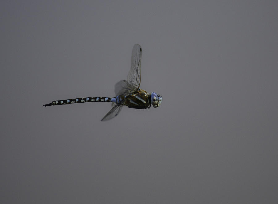 Dragonfly-flight-08 Photograph by Rae Ann  M Garrett