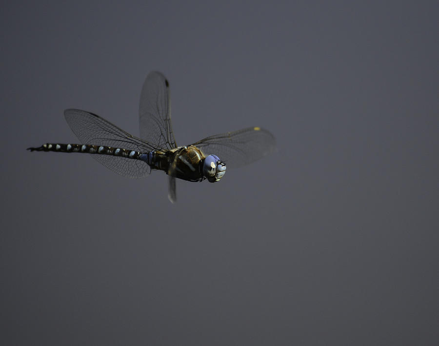 Dragonfly-flight-17 Photograph by Rae Ann  M Garrett