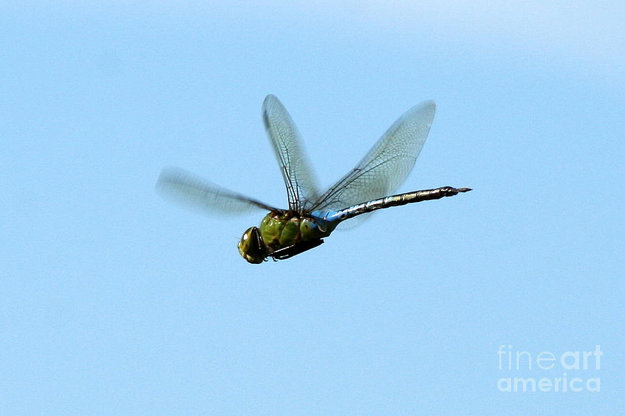 Dragonfly Flight  Photograph by Neal Eslinger