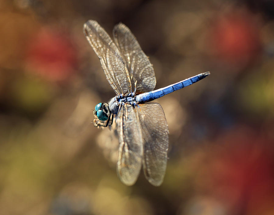 Dragonfly Floating Photograph by Dusty Wynne