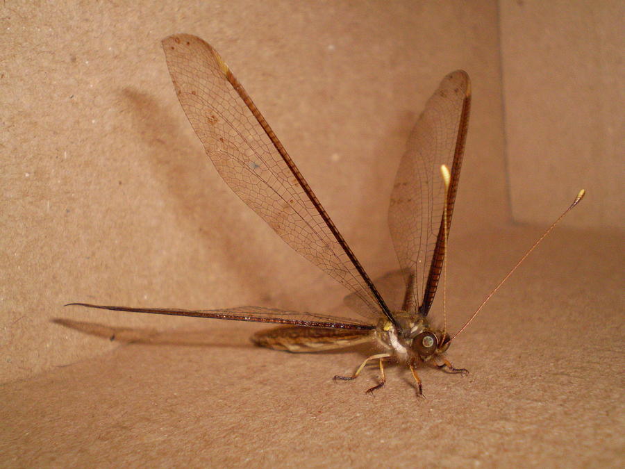 Dragonfly Photograph - Dragonfly by Florentina De Carvalho