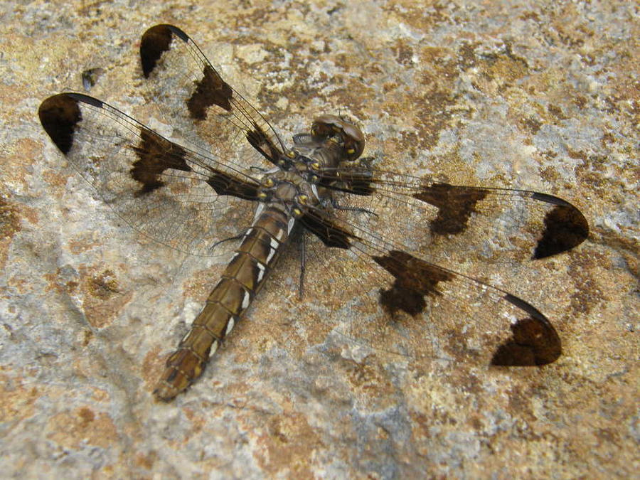 Dragonfly Fossil Photograph by Caryl J Bohn