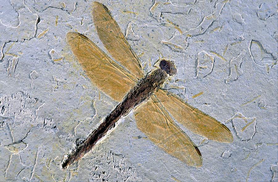 Dragonfly Fossil Photograph by E.r. Degginger