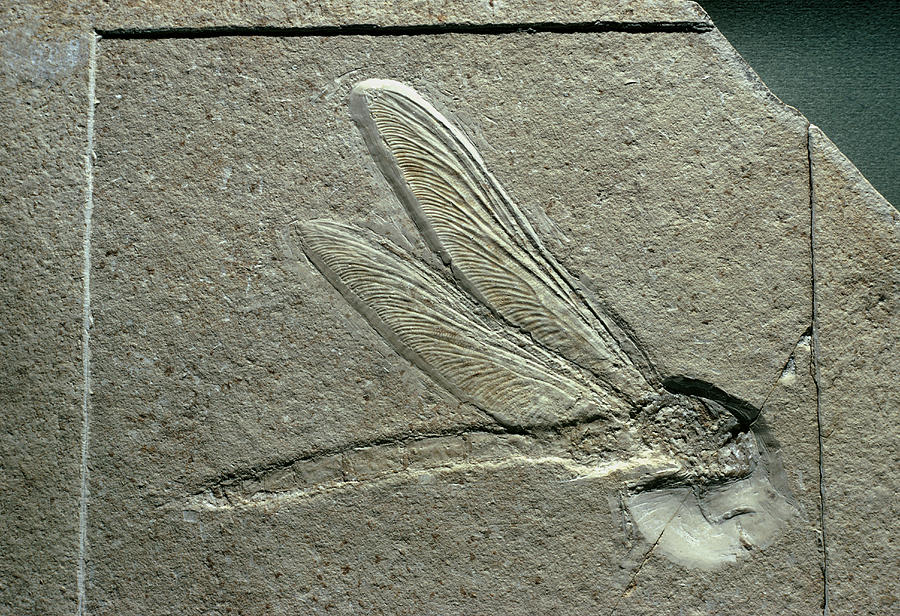 Dragonfly Fossil Photograph by Perennou Nuridsany