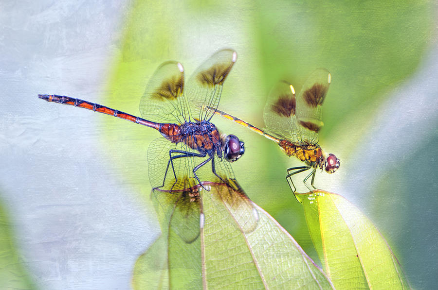 Dragonfly Friends Photograph by Bonnie Barry