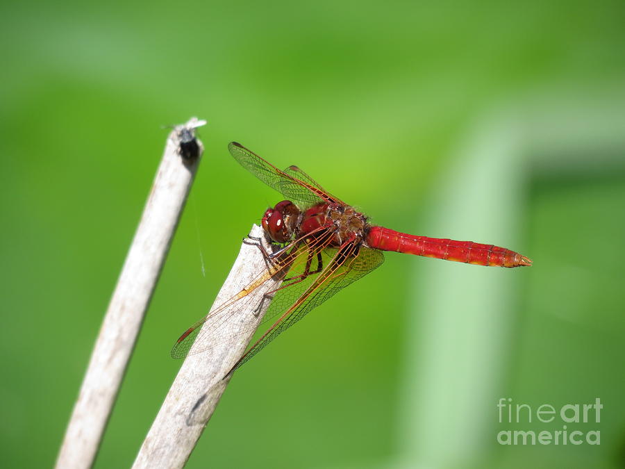 Dragonfly Photograph by Gayle Swigart
