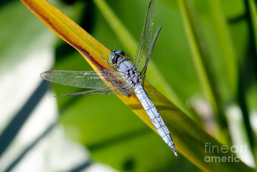 Insects Photograph - Dragonfly by George Atsametakis