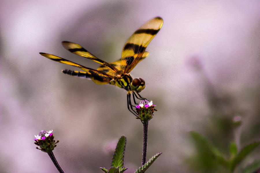 Dragonfly Photograph by George Kenhan