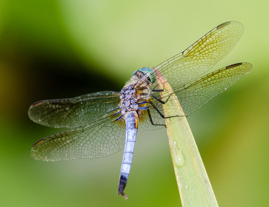 Dragonfly Photograph by Georgette Grossman