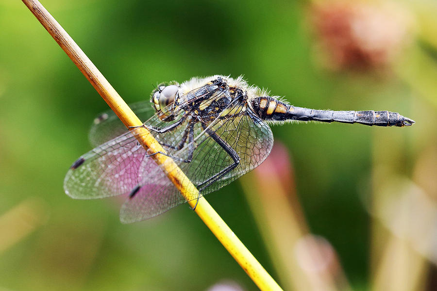 Dragonfly Photograph by Grant Glendinning