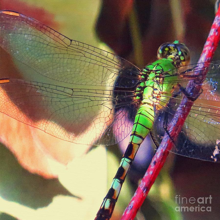 Dragonfly Green Photograph by Scott Cameron