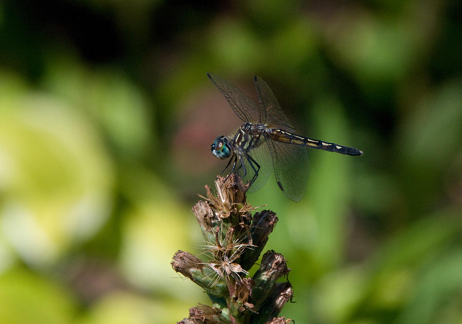 Dragonfly Photograph by Greg Graham
