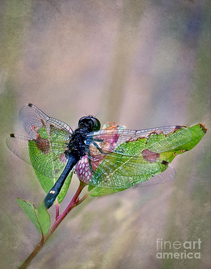 Dragonfly Photograph by Gwen Gibson