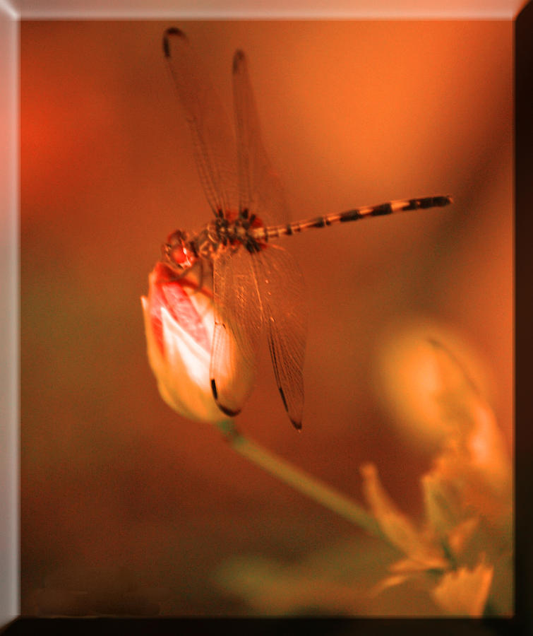 Dragonfly H Photograph by Leticia Latocki