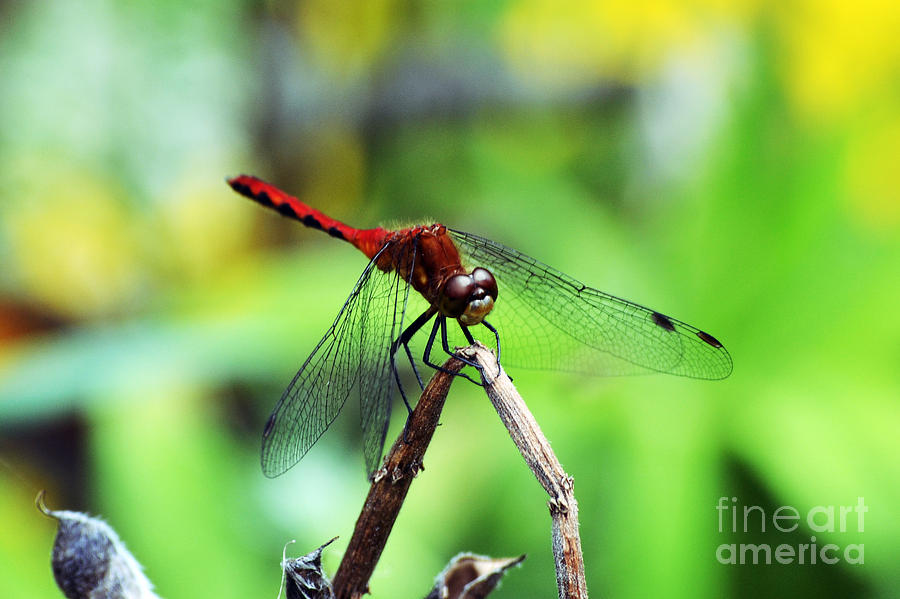 Dragonfly Hard at Work Photograph by Kevin Fortier