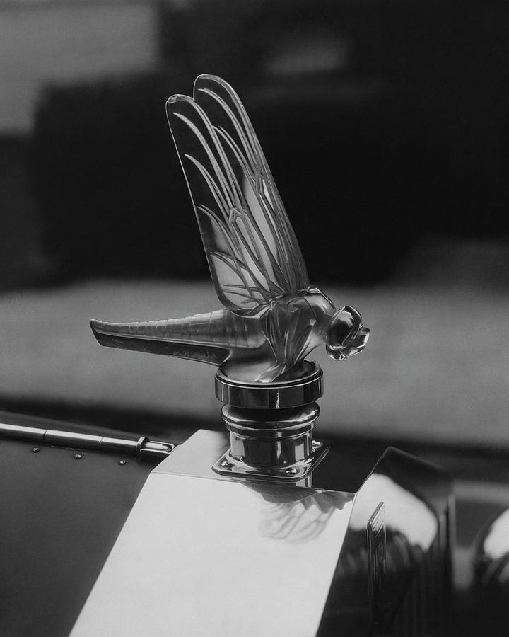 Dragonfly Hood Ornament Photograph by Martinus Andersen
