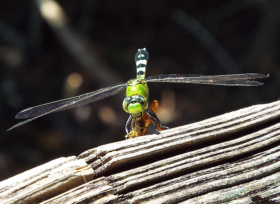 Dragonfly Hunt Photograph By Dawn Gagnon Fine Art America