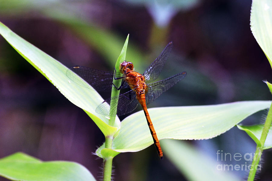 Dragonfly Hunt Photograph by Kevin Fortier