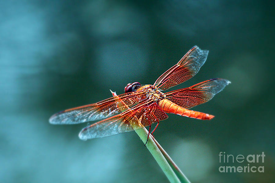 Dragonfly II Photograph by Afrodita Ellerman