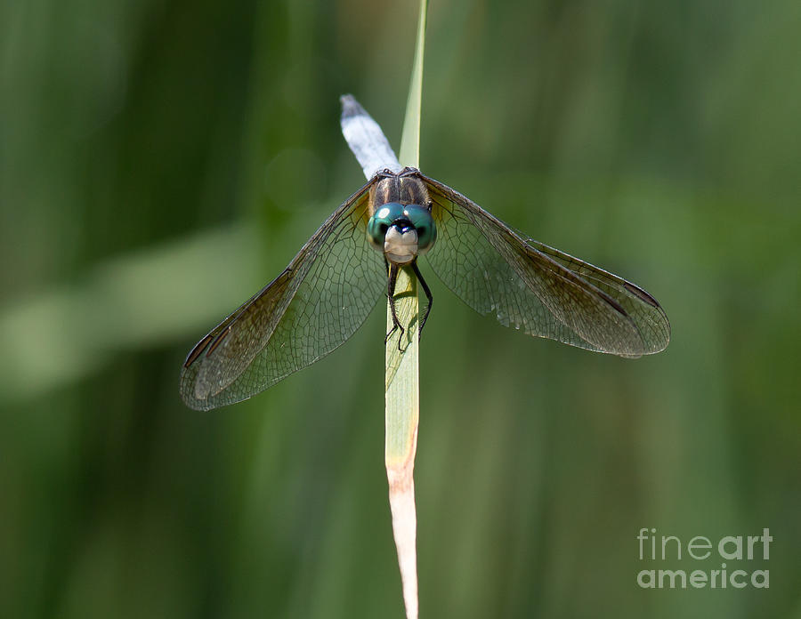 Insects Photograph - Dragonfly II by Douglas Stucky