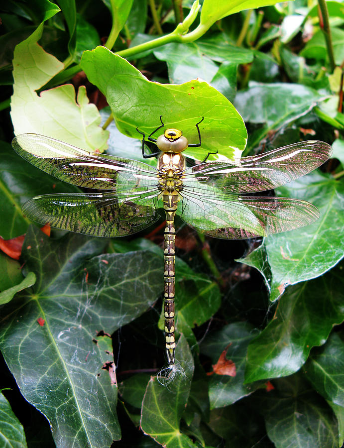 Dragonfly in an English garden Photograph by Tom Conway