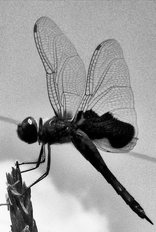 Dragonfly in Black and White Photograph by Belinda Lee
