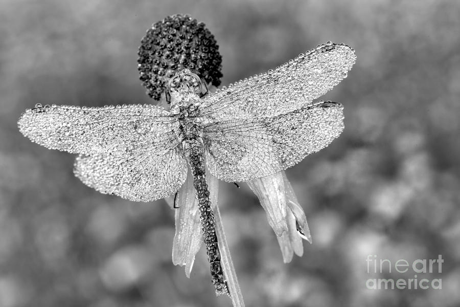 Dragonfly in BW Photograph by Timothy Hacker