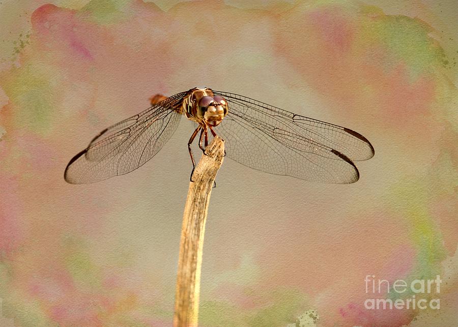 Dragonfly in Fantasy Land Photograph by Sabrina L Ryan
