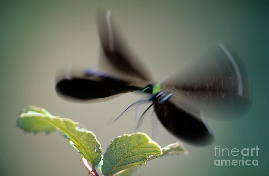 Insects Photograph - Dragonfly in flight by George Atsametakis