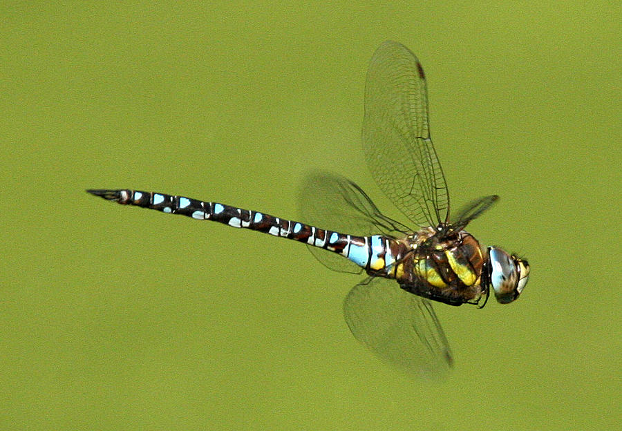 Dragonfly in Flight Photograph by John Topman