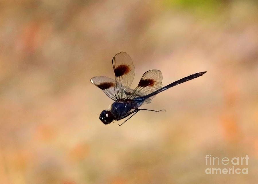 Dragonfly in Flight with Tan Background  Photograph by Carol Groenen